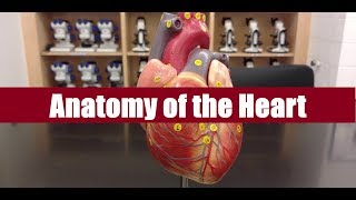 Anatomy of the heart [upl. by Aicnilav]