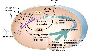 Microbiology of Microbial Metabolism [upl. by Oicnerual]