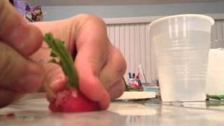 How to regrow radishes [upl. by Yhtrod]