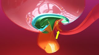 Allantois formation  Embryonic folding 3D overview  Animated Embryology  3rd Week [upl. by Imelida]