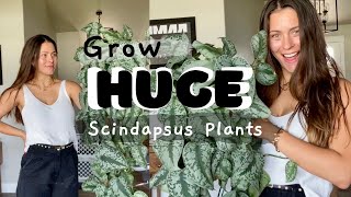 Scindapsus Houseplant Care Tips  How to keep Scindapsus plants alive [upl. by Adaven]