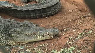 Broome Crocodile Park [upl. by Freddi]