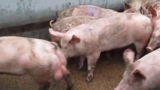 Uk pig slaughterhouse footage 2016 [upl. by Eet]