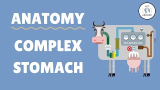 Anatomy of the Ruminant Stomach  Cow Goat Sheep [upl. by Eimrots]