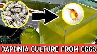 HOW TO HATCH DAPHNIA EGGS  HOW TO CULTURE DAPHNIA [upl. by Schonfield884]