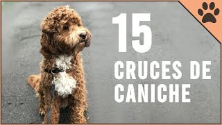 15 Cruces De Caniche  Perros Mundo [upl. by Enytnoel]