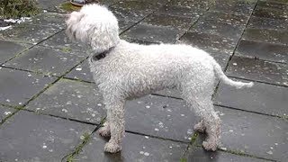 Dog Breed Video Lagotto Romagnolo [upl. by Hendricks102]