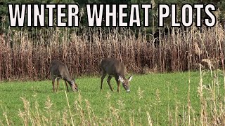 Winter Wheat Food Plots For Deer Antler Grow [upl. by Abott956]