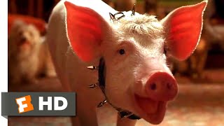 Babe Pig in the City 1998  The Birthday Song Scene 610  Movieclips [upl. by Hajed]