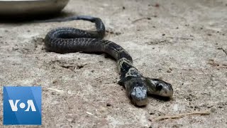 Rare Two Headed Snake Spotted in Eastern India [upl. by Lorolla]