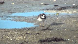 Semipalmated Plover [upl. by Arianna]