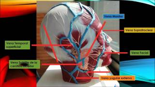 Sistema Arterial drenaje venoso y linfatico de Cabeza y cuello  USS [upl. by Orat]