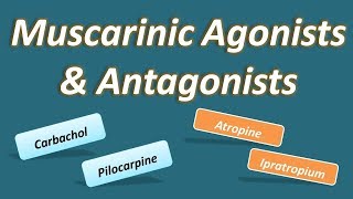 Muscarinic agonists and antagonists [upl. by Burty693]