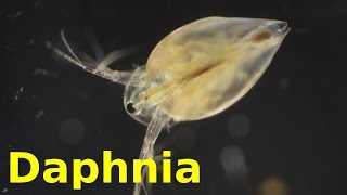 Daphnia [upl. by Enneibaf]