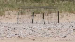 Piping Plover in the Great Lakes [upl. by Bertrand872]