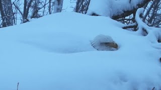 Decorah North Nest  Timelapse incubating eagle in snow storm music video  2212021 [upl. by Atiken]