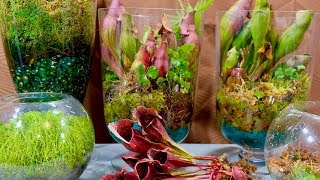 Carnivorous Plants Growing At Home [upl. by Winshell]