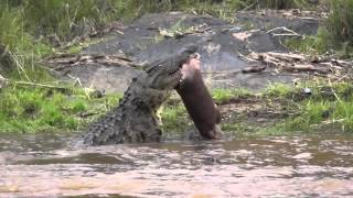 Crocodile kills baby hippo [upl. by Joycelin]