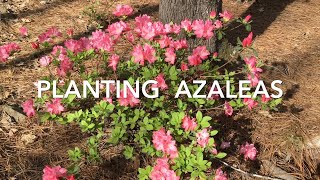 Planting Azaleas [upl. by Nylasej]