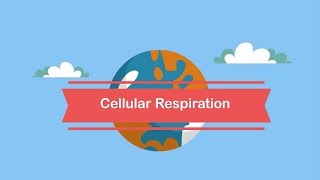 Cellular respiration steps [upl. by Nywled581]