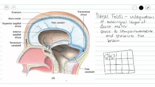 Cranial Meninges [upl. by Avenej]