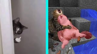 BEST DANK CAT MEMES COMPILATION OF 2020 PART 11 from TikTok [upl. by Einalem]