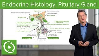 Sebaceous Glands Anatomy and Physiology [upl. by Ysak]