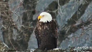 Decorah Eagles UpdateMom amp DM2 Building A New Nest [upl. by Udale762]