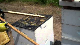 How Propolis is harvested Bee Propolis or Honeybee Propolis by beekeeper Tim Durham Sr WallsBeeMan [upl. by Ellessig]