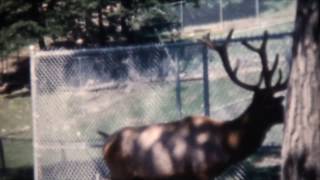 Binghamton NY Ross Park Zoo in the 1960s on 8mm film [upl. by Ainniz602]