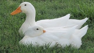 Pekin Ducks  The Cornish Cross Of The Duck World [upl. by Hacker]