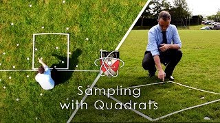 Sampling with Quadrats  GCSE Biology Required Practical [upl. by Casabonne]