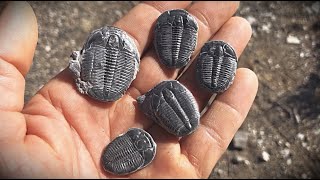 Digging Up 500 Million Year Old Trilobites withme [upl. by Helbonia]