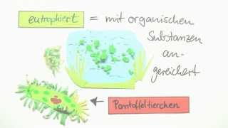 Einzeller Das Pantoffeltierchen Paramecium  Biologie  Cytologie [upl. by Ajnek251]