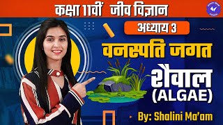 शैवाल Algae L 1  वनस्पति जगत  Class 11th Biology Chapter 3 by Shalini Maam  Hindi Medium [upl. by Rabma]