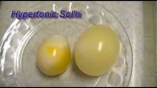 Egg Osmosis Hypertonic vs Hypotonic Solution [upl. by Catrina]