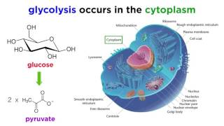 Cellular Respiration Part 1 Glycolysis [upl. by Helbon752]