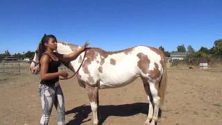 How to Mount a Horse Bareback [upl. by Emelda]