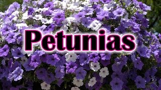 How To Grow Petunias Flowers How To Care and Keep the Petunia Blooming [upl. by Gordie564]