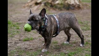 Stubborn Frenchie Hilariously Argues With Mom For 3 Hours Over Dinner  The Dodo [upl. by Aneet]