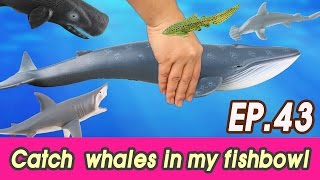 EN 43 Lets catch whales in my fishbowl kids education Collecta figureㅣCoCosToy [upl. by Amando772]