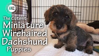 The Cutest Miniature Wirehaired Dachshund Puppies [upl. by Lonny346]