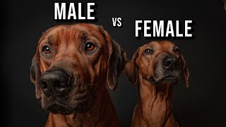 Male vs Female Rhodesian Ridgeback Which One Should You Get [upl. by Esmerelda]