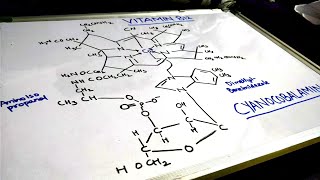 ALL ABOUT VITAMIN B12 COBALAMINESTUDY [upl. by Townie]