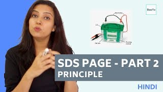 SDS PAGE  Part 2  Principle  Hindi [upl. by Imogen929]