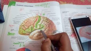 TEMPORAL areas complete explanation [upl. by Ahseyd]