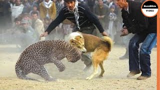 BATTLE BETWEEN A DOG AND A LEOPARD WHO WILL WIN [upl. by Bolger499]