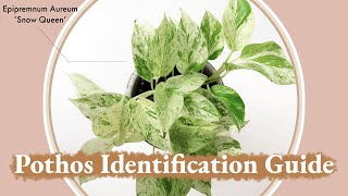 Pothos Identification Guide  Epipremnum Aureum Marble Queen vs Snow Queen [upl. by Engelbert265]