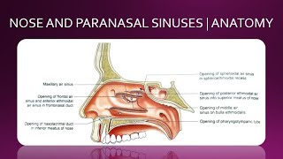 NOSE AND PARANASAL SINUSES  ANATOMY  SIMPLIFIED [upl. by Muhcon867]