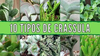 10 Tipos de CRASSULA 🌱 [upl. by Jain]